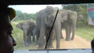 Wasgamuwa Sri Lanka Elephant Charge 2 [upl. by Batory]