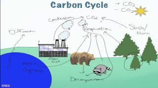 Carbon Cycle Processes [upl. by Notlehs]