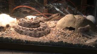 Eastern diamond back rattle snake Crotalus adamanteus [upl. by Shayn]