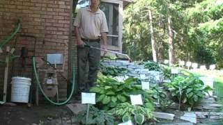 Hosing Your Hostas a Hosta Watering Experience [upl. by Meridel139]