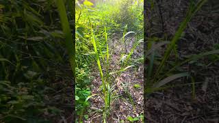 Growing Giant Miscanthus Grass garden permaculturelife permaculture [upl. by Deaner]