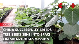 China Successfully Breeds Tree Seeds Sent into Space on Shenzhou16 Mission [upl. by Lertsek]