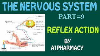 REFLEX ACTION IN HINDI  THE NERVOUS SYSTEM LECTURE 9 [upl. by Holofernes]