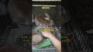 KELINCI MANIS NIIH KAK🥰‼️rabbit kelincihias kelincisehat bunny kelincilucu rex peternaksukses [upl. by Hera]