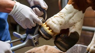 Cow Hoof Trimming  Cow Hooves Trim [upl. by Naihtniroc503]