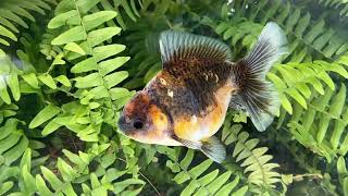 16153 Kirin Rosetail Oranda [upl. by Zohar190]