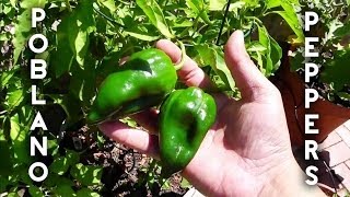 Ancho Poblano Peppers Pasilla Peppers Harvest [upl. by Ytinirt]