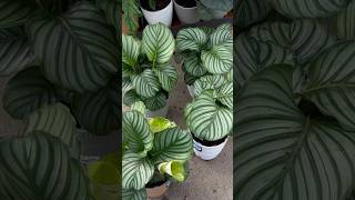 Buying a Calathea Orbifolia for the first time in 2 years Can I keep it alive plantshopping [upl. by Carley]