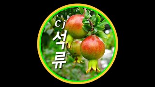 트로트 석류CJ Pomegranaate KPOP Trot Music SayClub amp Inlive amp Youtube On Air 1월8일2024년 [upl. by Ayikat]