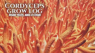 MAX YIELD CORDYCEPS GROW MMX3 Strain [upl. by Gabi]