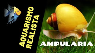 Ampulária  Como criar no seu Aquário [upl. by Clintock]