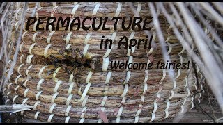 PERMACULTURE  April  Welcome Fairies [upl. by Ander]