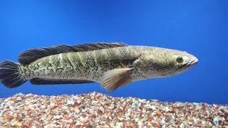 Snakehead murrelchanna channastriatamurrelmurrelfishaquacultureaquariumaquariusfishaquário [upl. by Akeimahs]