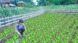 Complete Vegetable Garden Bamboo Fence Growing Vegetables and Vegetable Seeds  Nhất My Bushcraft [upl. by Annahpos]