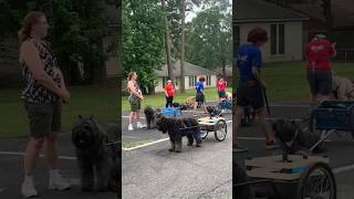 DOG CONVOYLet’s Go CARTING bouvierdesflandres dog shorts dogshorts dogtraining workingdog [upl. by Nuzzi]