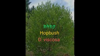 Ethiopian Plants  ክትክታ  Dodonaea viscosa [upl. by Clarisa]