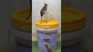 Great mouse trap at home [upl. by Si]