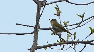 センダイムシクイの鳴き声。quotPhylloscopus coronatusquot [upl. by Adnorahc]