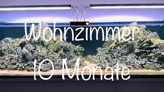 10 Monate Wohnzimmer Aquarium aquaristik [upl. by Slosberg]