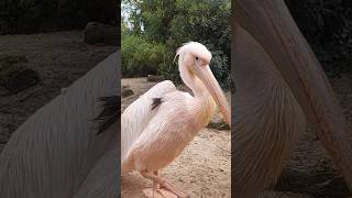 Pelícano común en Faunia parque zoológico de MadridEspaña pelicano faunia pelecanusonocrotalus [upl. by Steffi]