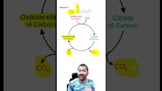 Acetyl CoA is NOT a substrate for Gluconeogenesis biochemistry metabolism gluconeogenesis [upl. by Primaveria93]