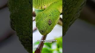 Bush Viper A Marvel of Nature [upl. by Ethbinium]