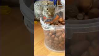 Rescue a squirrel animals rescueanimals squirrel catvideos love [upl. by Gorton]