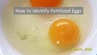 How to Identify Fertilized Eggs [upl. by Nob]