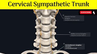 Cervical Sympathetic Trunk Superior Middle amp Inferior Ganglia Situations  Relations  Branches [upl. by Philo]