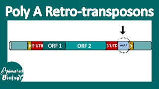 Poly A retrotransposon  LINE and SINEs [upl. by Gerlac]