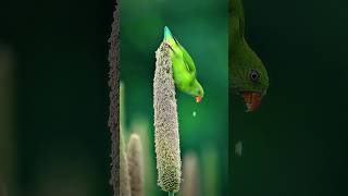 Vernal Hanging Parrot 🦜 Unique upside down feeding ritual  shorts birds parrot ytshorts [upl. by Yro]