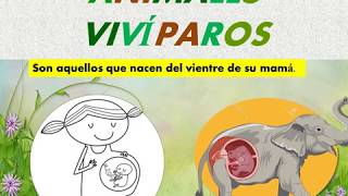 ANIMALES VIVÍPAROS PARA NIÑOS COMO TÚ [upl. by Ykvir]