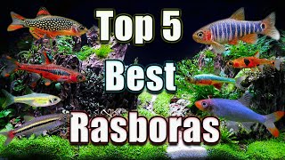 The Top 5 Best Rasboras in The WORLD [upl. by Soisanahta]