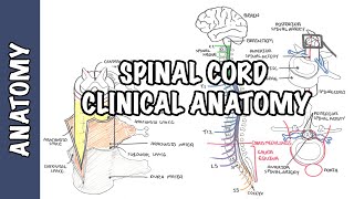 Spinal Cord  Clinical Anatomy and Physiology dermatomes blood supply shingles lumbar puncture [upl. by Karim]