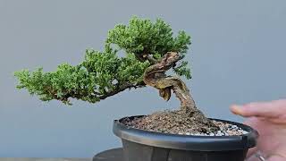 Pré Bonsai Procumbens 7 Anos [upl. by Sheelagh]