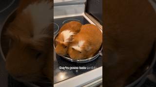 How to cook guinea pigs PROPERLY ￼ guineapig shorts cooking [upl. by Seabury]