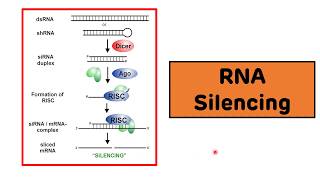 RNA Silencing  RNA Interference  siRNAs and miRNAs [upl. by Dreyer]