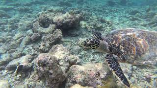 🇲🇻 Turtle Snorkeling 🐢  Rasdhoo Bikini Beach Maldives 🏝 [upl. by Araek922]