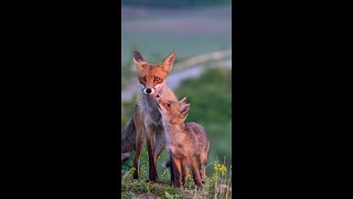 Red fox with pups [upl. by Yzeerb54]