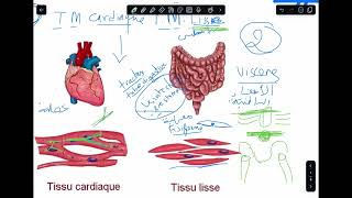 Histologie  Tissu musculaire [upl. by Aicitel310]