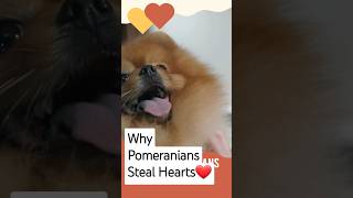 Why Pomeranians Steal Hearts viralshorts pets cutepets dog [upl. by Rizzo]