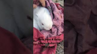 Angora rabbits give 4 baby banies so cute youtubeshort [upl. by Nottnerb]