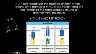 Immunology MHCHLA gene strucure and variaton [upl. by Apilef]