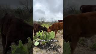 How do cows eat cactus Cows eat cactus Ranch Cows [upl. by Jet]