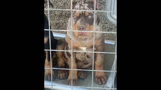 Merle Tri XL American Bully Puppy [upl. by Mercado]