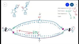 DNA replication Step by Step [upl. by Anaitat170]