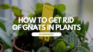 How to Get Rid of Gnats In Plants [upl. by Jorin427]