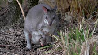 Dusky Pademelon Peeks Out Of The Pouch At Chester Zoo [upl. by Enaira]