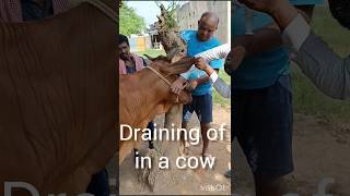 Draining of a cow Treatment of actinomycosis Treatment of abscess [upl. by Hernandez]