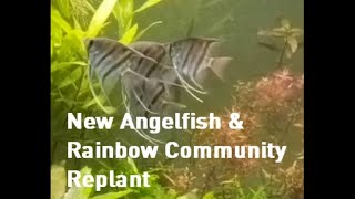 Rainbowfish Community Tank Replant and New Angelfish [upl. by Gereld]